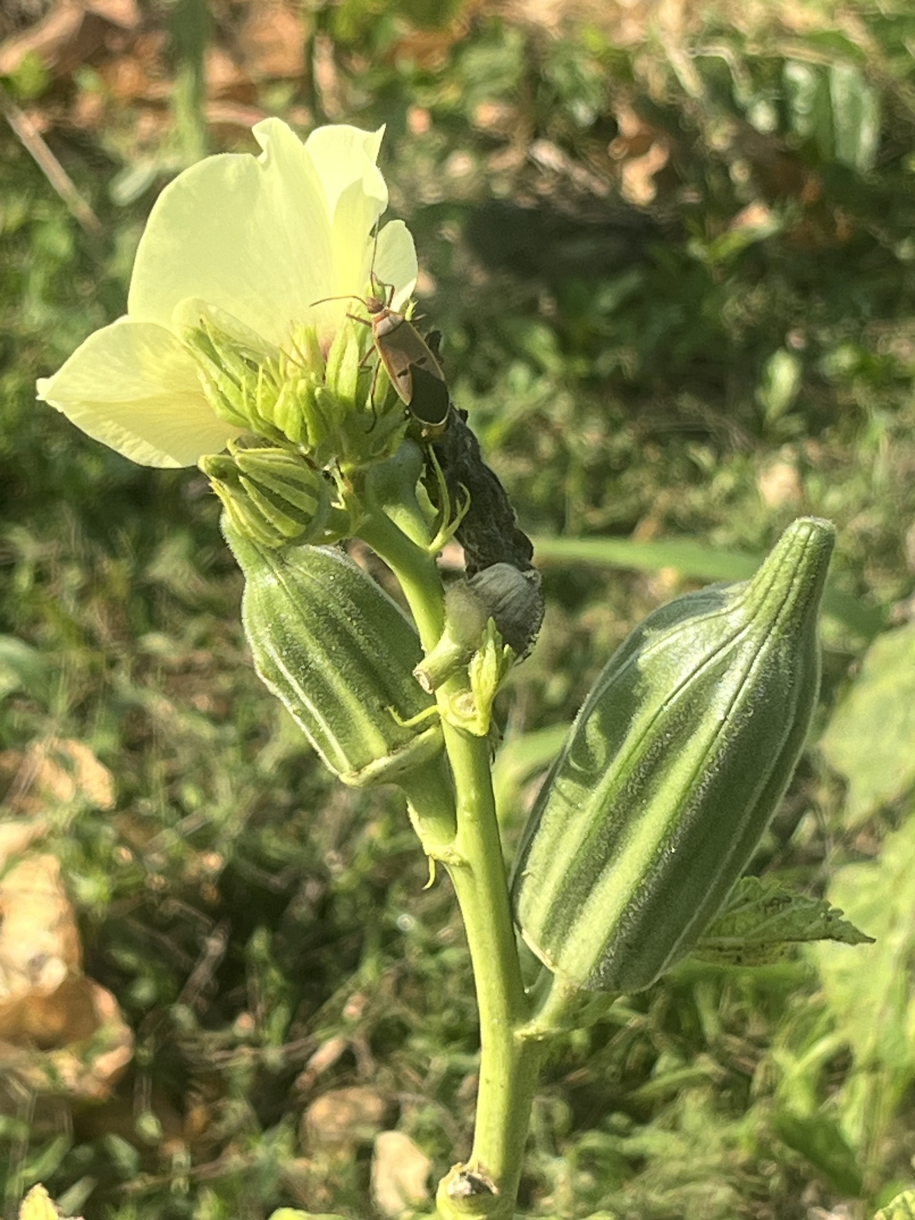 Crop Production - Corn Fields and Harvest