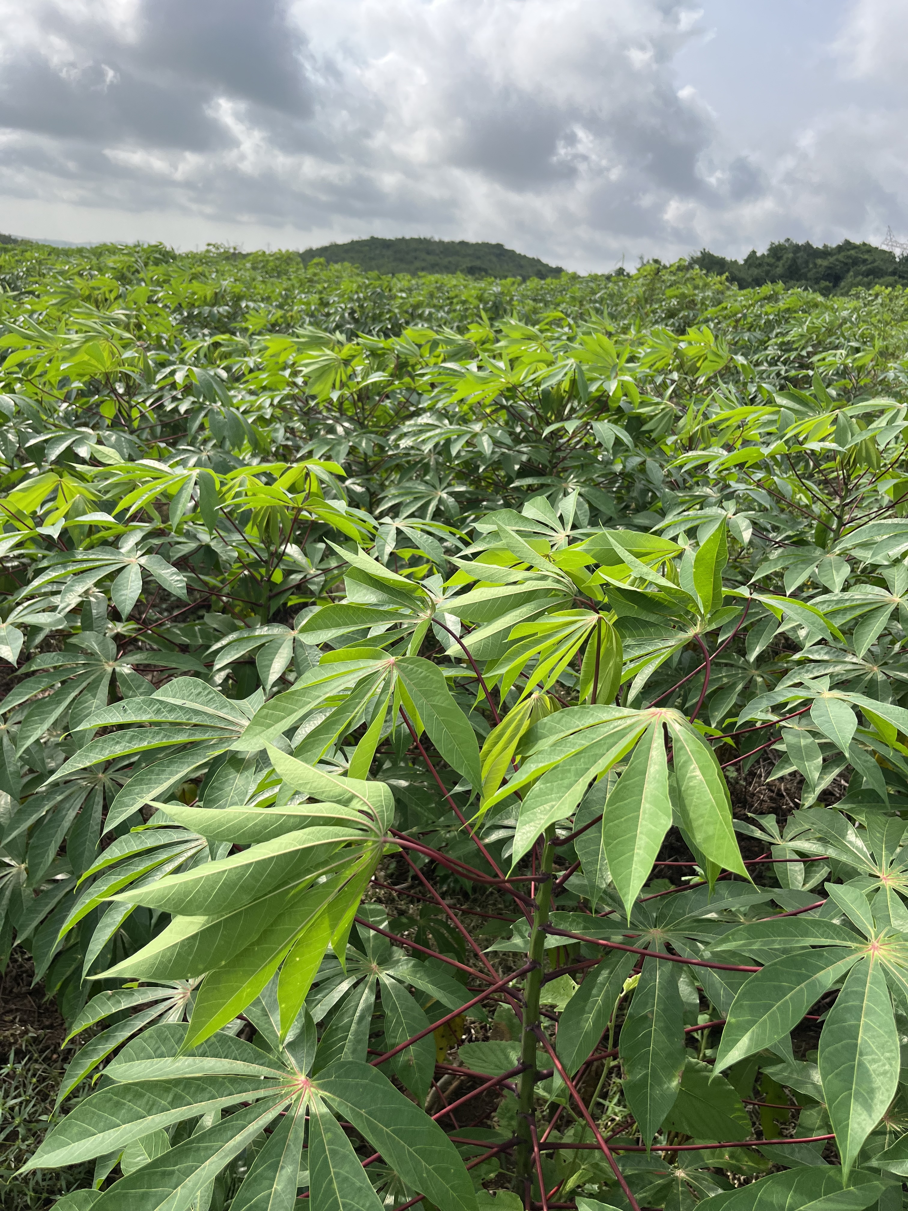 EcoGrow Farms Overview - Aerial View of 100 Acres